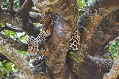 Leopard relaxing in a tree