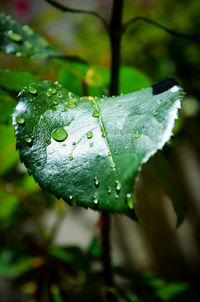 Close-up of wet leaf on tree