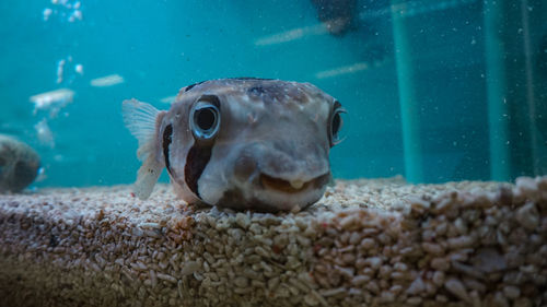 Close-up of fish swimming in sea