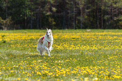 Borzoi dog in red shirt running and chasing lure in the field on coursing competition