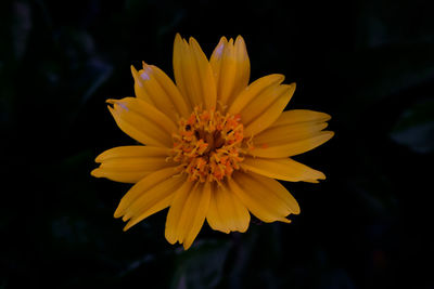 Close-up of yellow flower