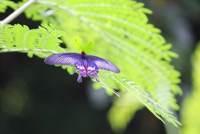 Close-up of butterfly pollinating on purple flower