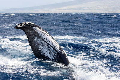 Humpback whale swimming in sea