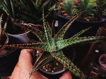 Cropped hand holding potted plant