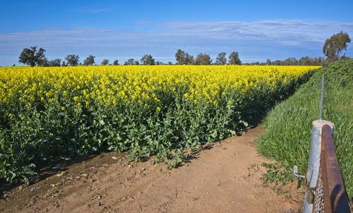 Scenic view of field against yellow sky