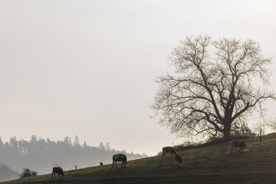 View of horses grazing on field against sky