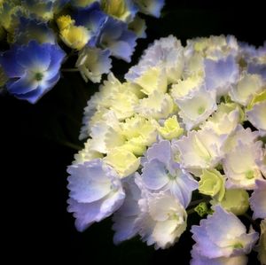 Close-up of flowers