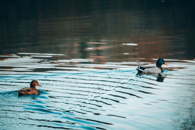 Ducks swimming in pool