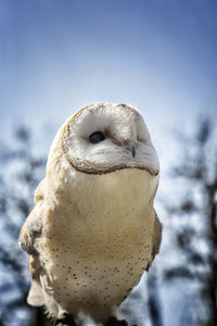 Close-up of barn owl against sky