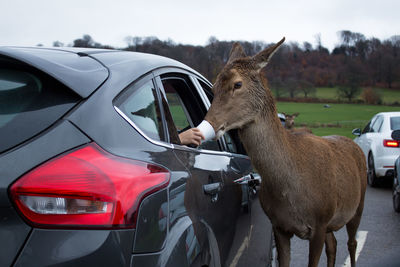 Close-up of horse by car against sky