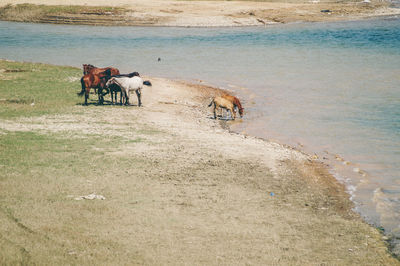 Horse standing on beach