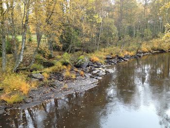 Scenic view of river in forest against sky