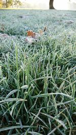 Bird on grass