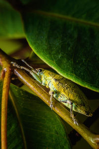 Close-up of insect on leaf