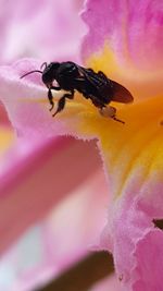 Close-up of bee pollinating on pink flower