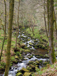 Stream flowing through rocks in forest