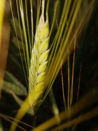 Extreme close-up of green wheat stalk