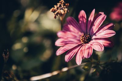 Close-up of pink flower