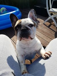 High angle view of dog relaxing on chair