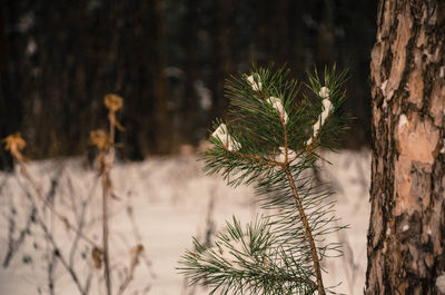 Close-up of pine cone on tree in forest