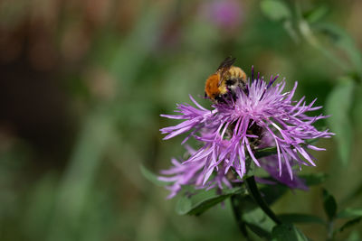 Close-up of bee pollinating on purple flower