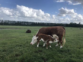 Mother cow feed baby on field with clear sky
