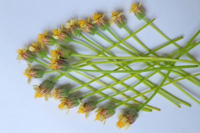 Low angle view of flowering plant against sky