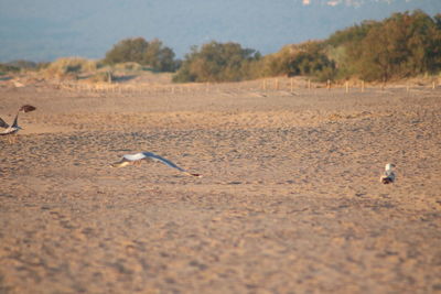 View of birds on land