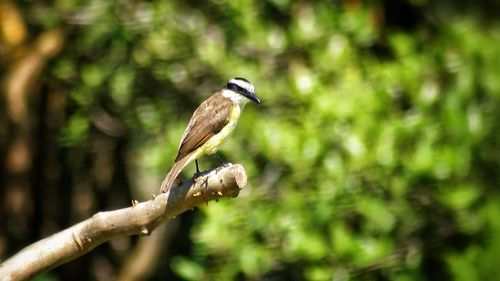 Bird perching on wall