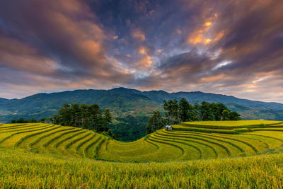 Scenic view of rice field against sky