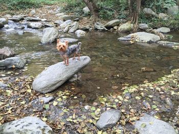 Dog jumping on rock by river