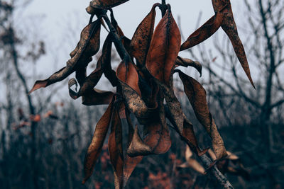 Close-up of dry leaves on branch during winter