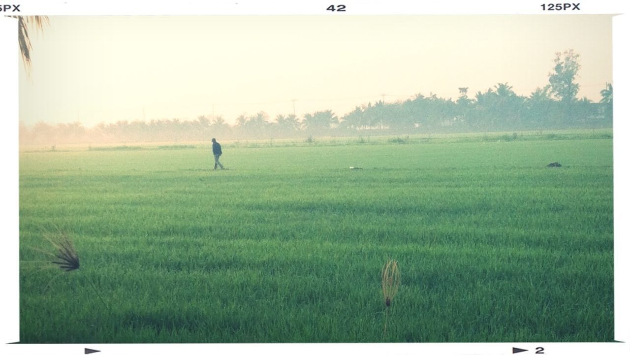 grass, field, landscape, grassy, tranquil scene, tranquility, transfer print, nature, scenics, fog, auto post production filter, rural scene, beauty in nature, full length, standing, tree, foggy