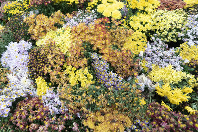 High angle view of yellow flowering plants