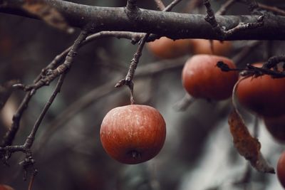 Close-up of fruits on tree