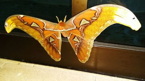 High angle view of insect on wood