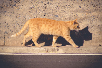 High angle view of cat on road