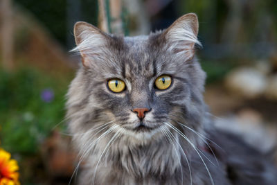 Close-up portrait of cat