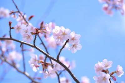 Low angle view of cherry blossoms against sky