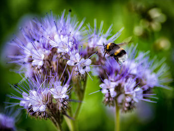 Close-up of honey bee pollinating on purple flower