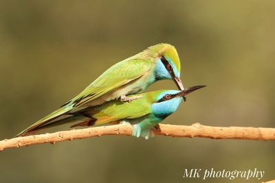 Close-up of bird perching on leaf