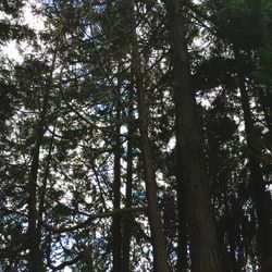 Low angle view of trees in forest