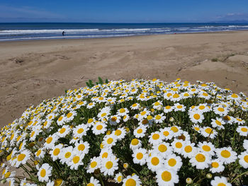 Scenic view of sea and beach against sky
