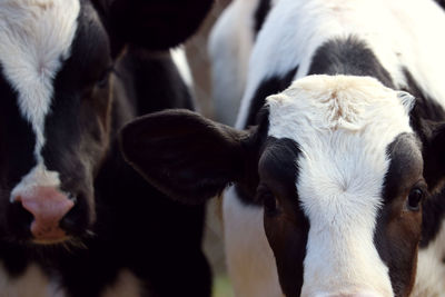 Close-up of cow