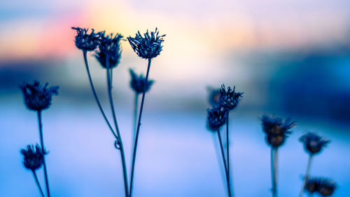 Close-up of wilted thistle against sky during sunset