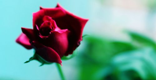 Close-up of pink rose blooming outdoors