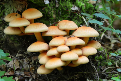 Close-up of mushroom growing on field