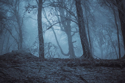 Trees in forest during foggy weather