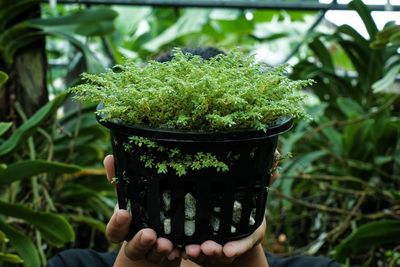 Close-up of hand holding plant