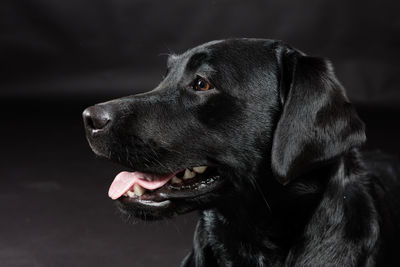 Close-up side view of a dog looking away